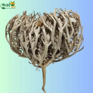 মরিয়ম ফুল